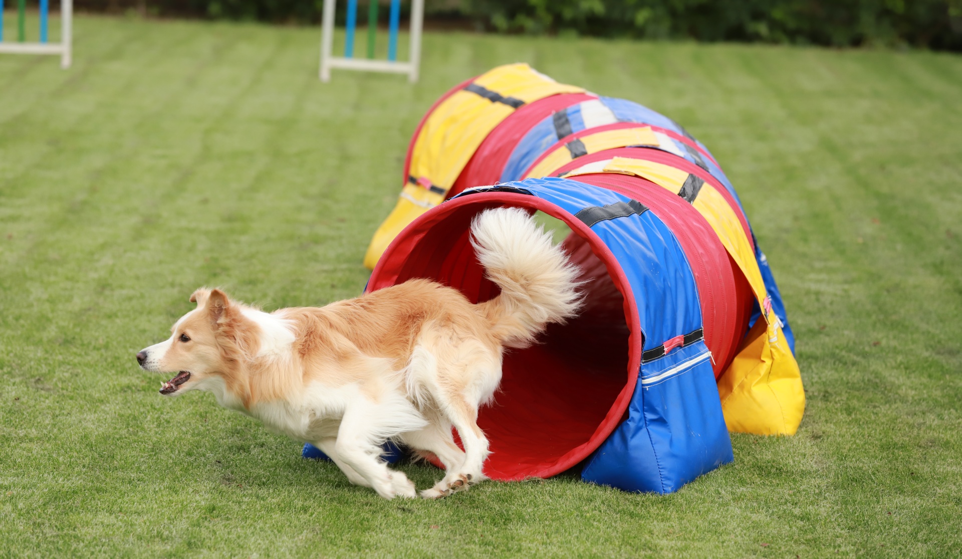 Foto:Hundesport: Agility