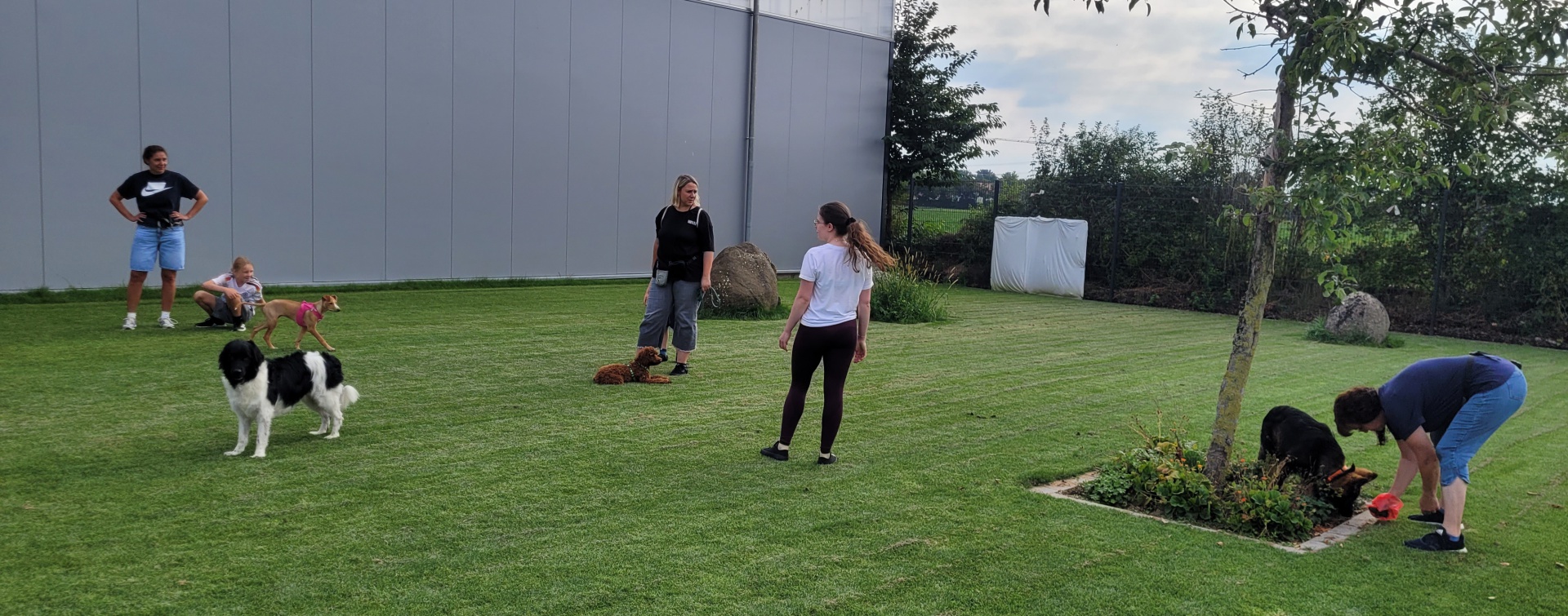 Foto:JUNGHUNDE-Kurs