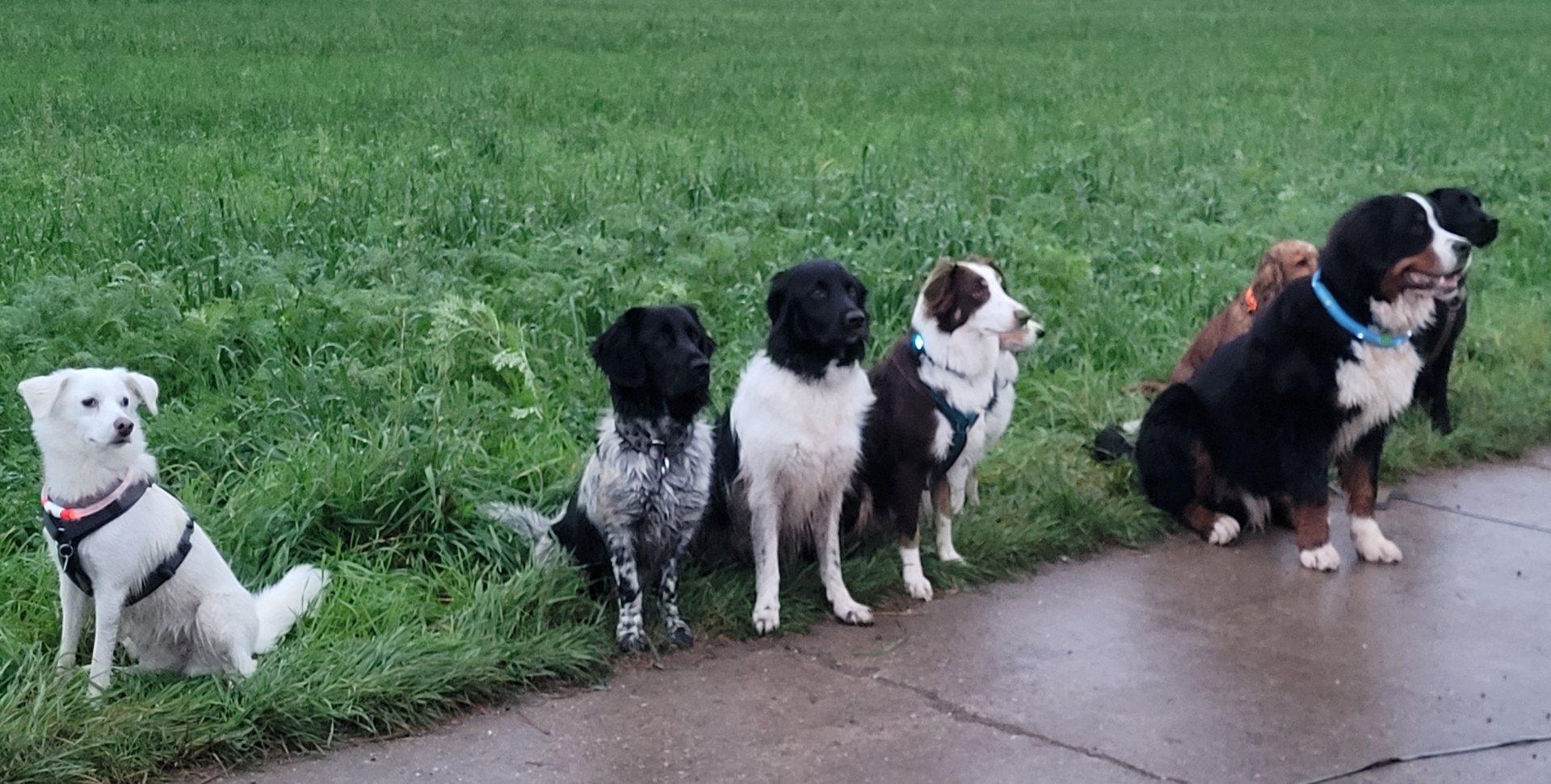 Foto:HundeBEGEGNUNGEN