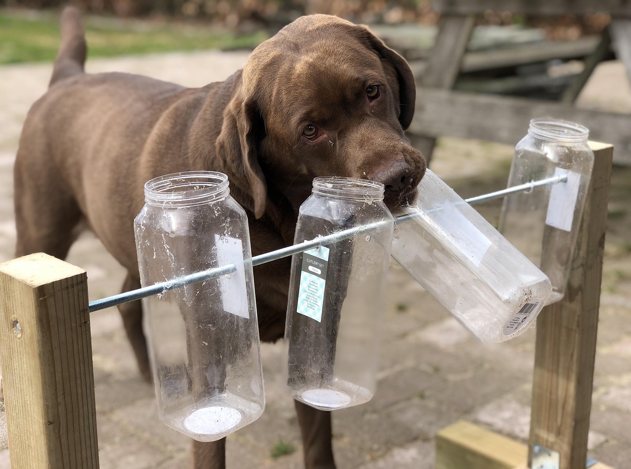 Foto:Hundeschule: NasenARBEIT - Schnüffelstunde