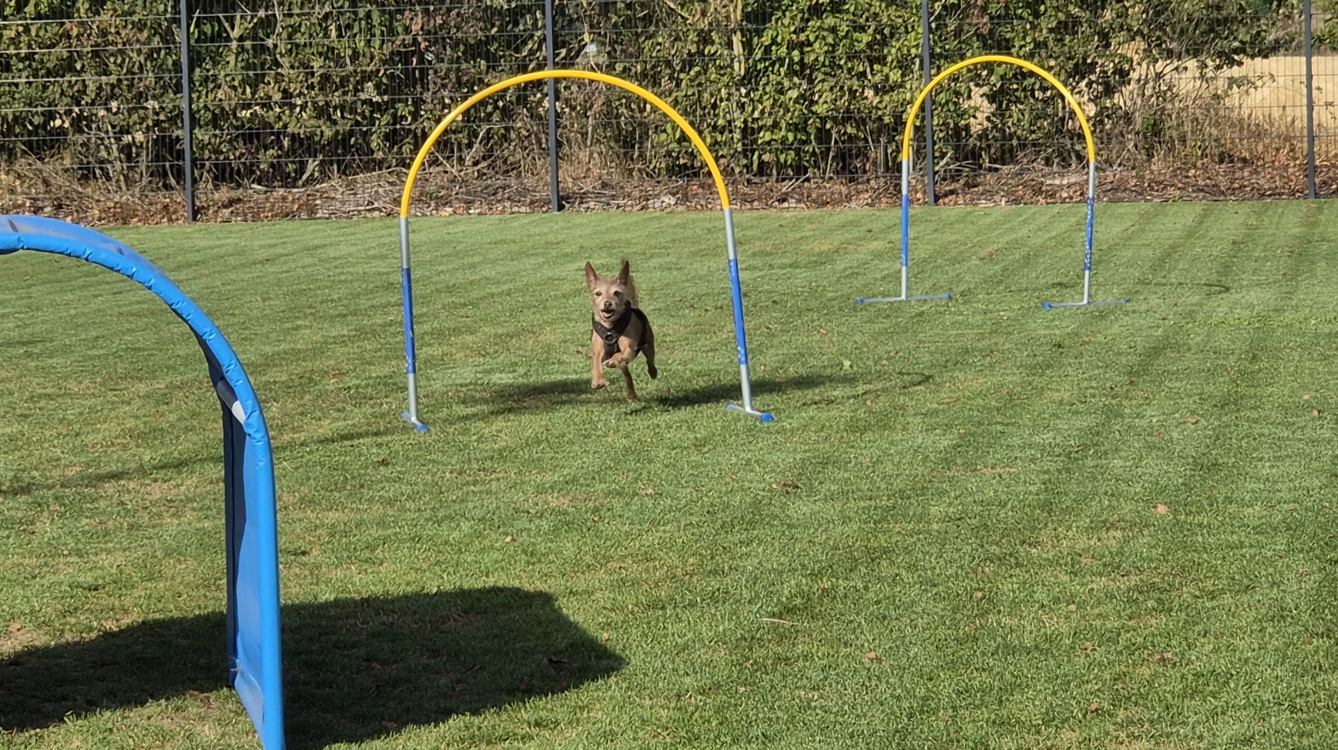 Foto:Hundesport: DogTeam