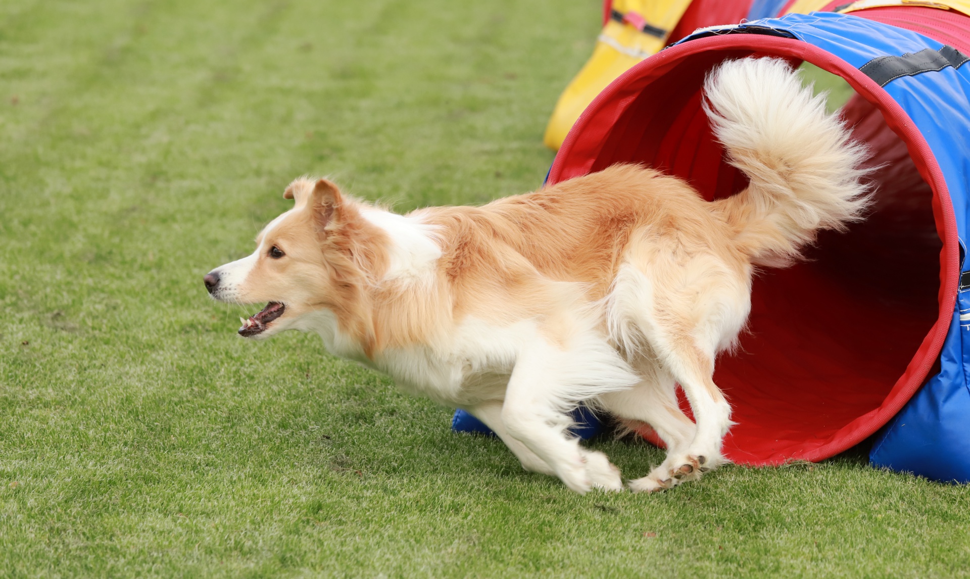 Foto:Agility: Dog-Team Griesheim